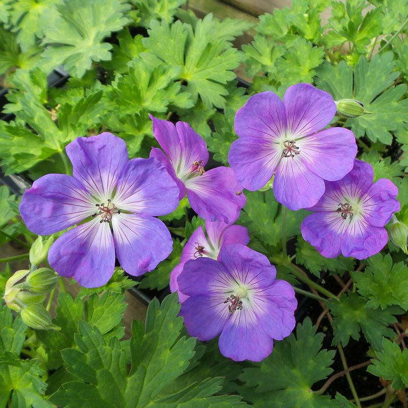 Geranium (Cranesbill)