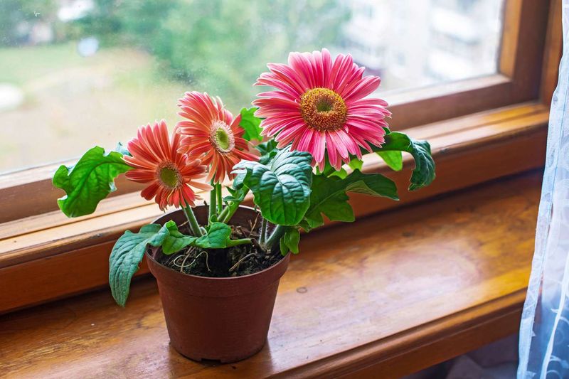 Gerbera Daisies