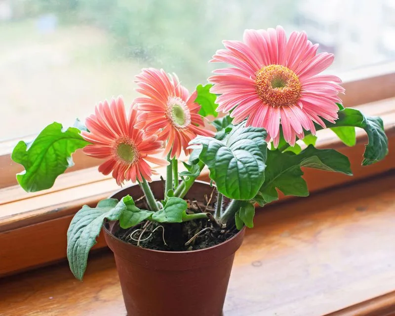 Gerbera Daisy