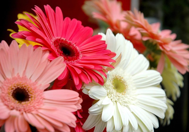 Gerbera Daisy