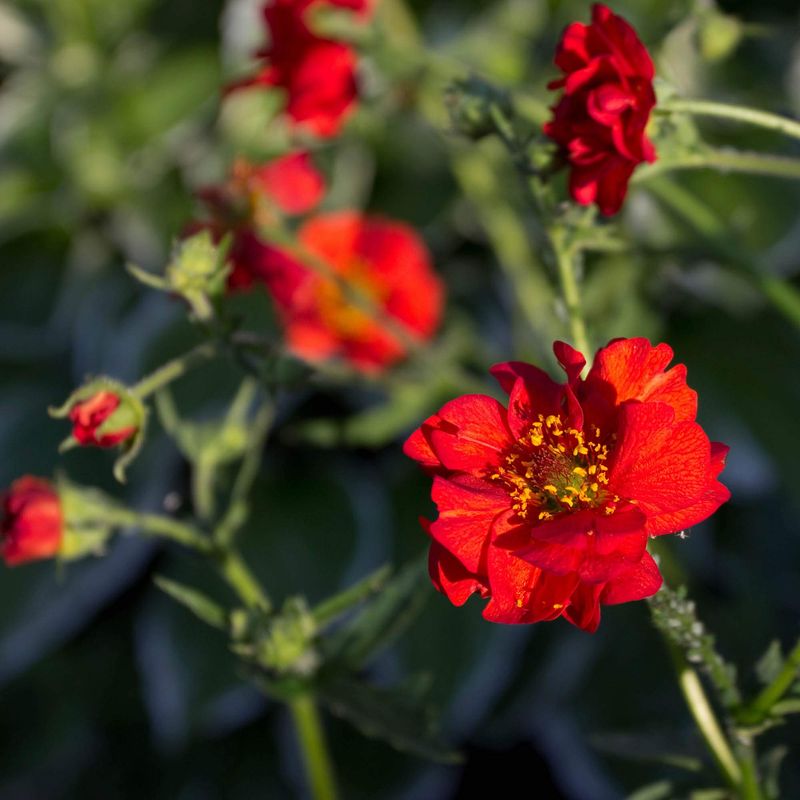 Geum