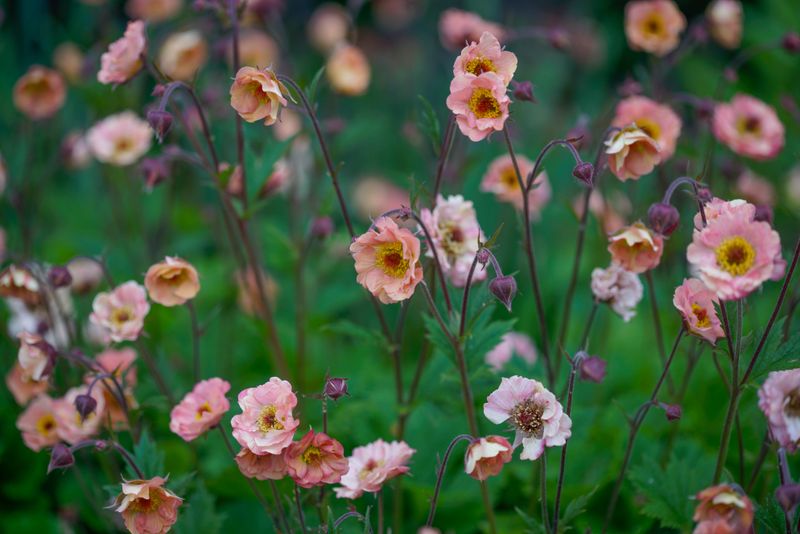 Geum