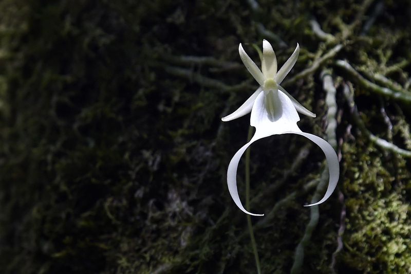 Ghost Orchid