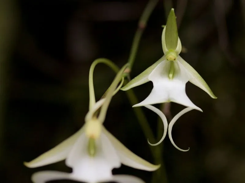 Ghost Orchid