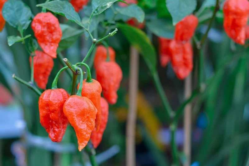 Ghost Peppers