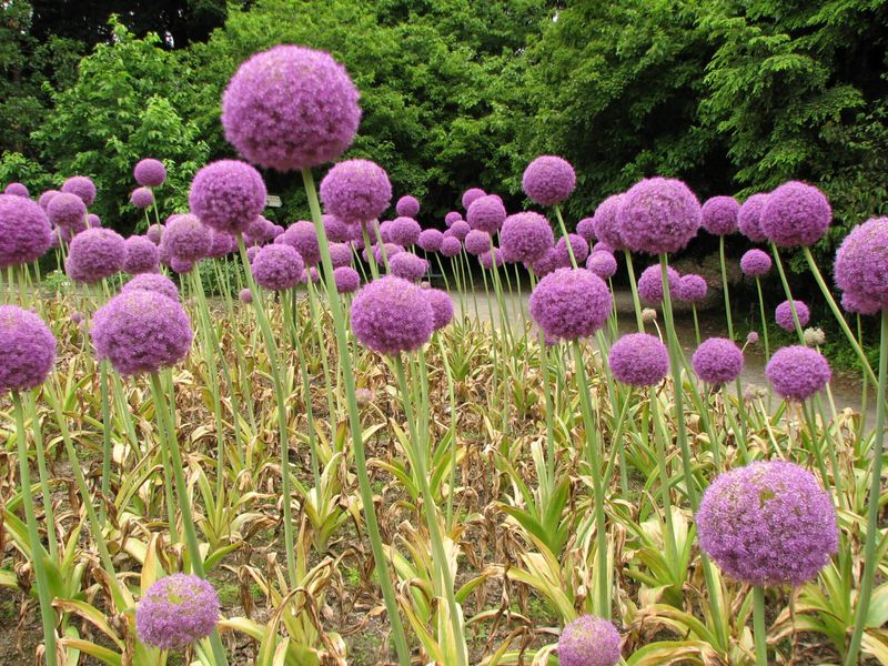 Giant Allium