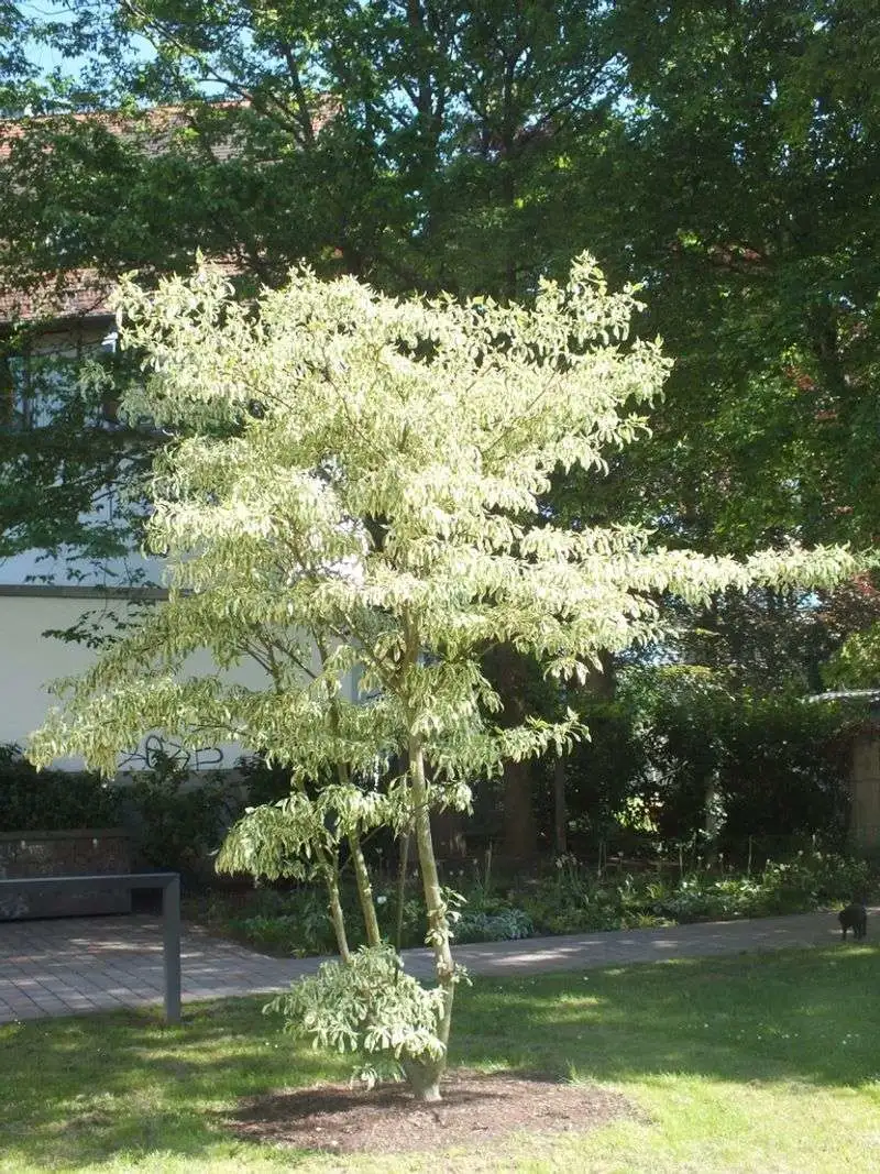 Giant Dogwood (Cornus controversa)