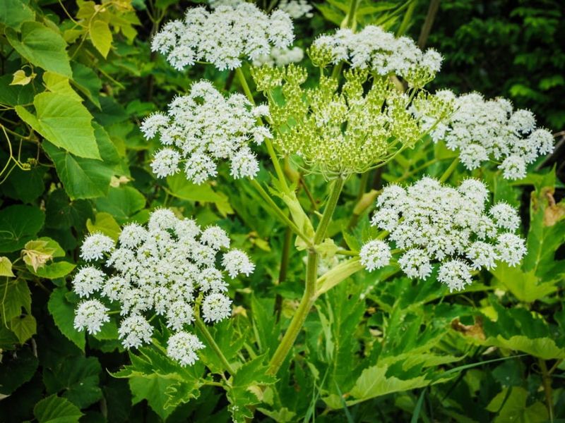 Giant Hogweed