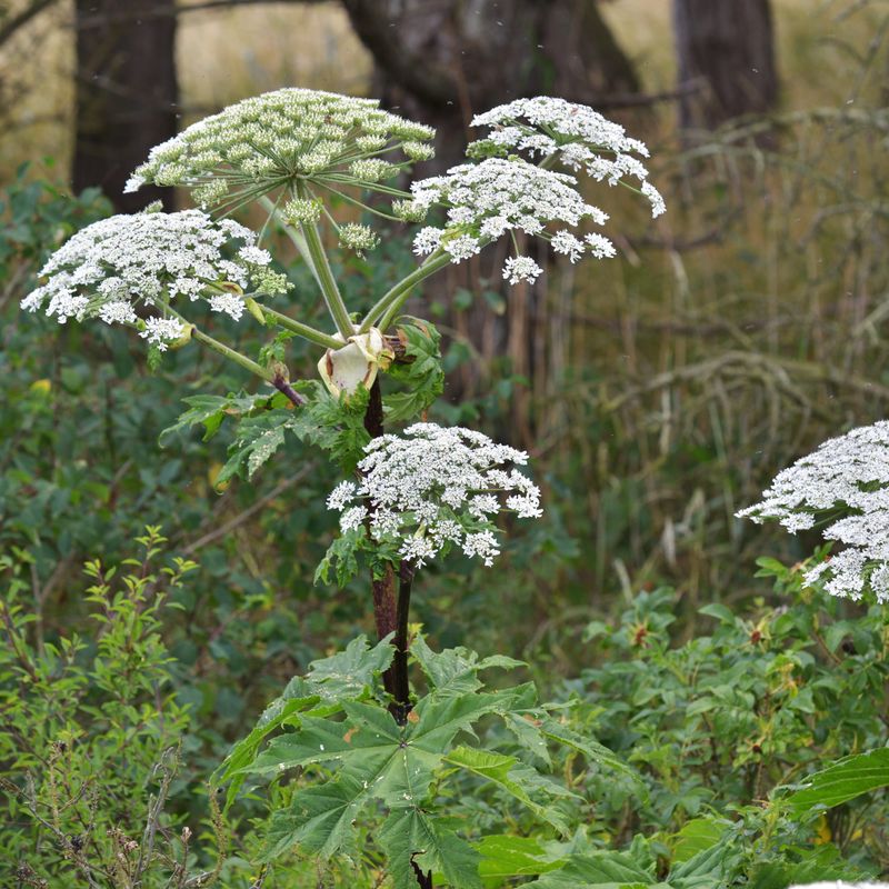 Giant Hogweed