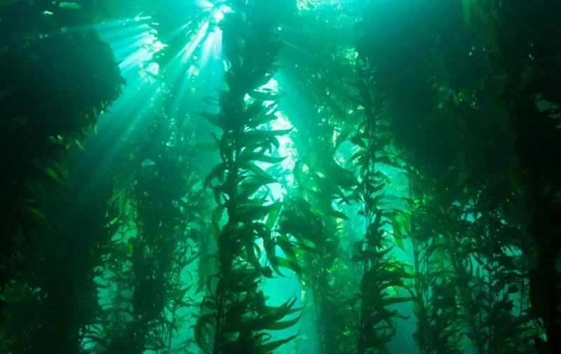 Giant Kelp