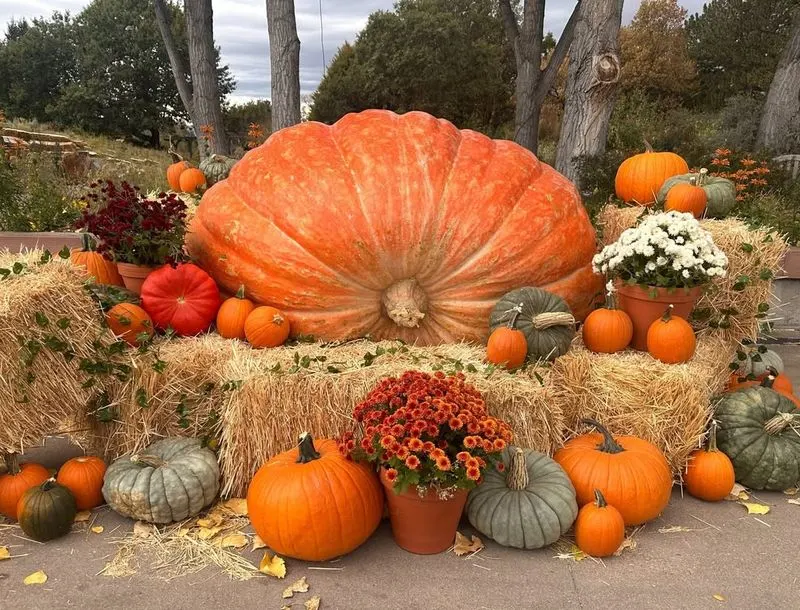 Giant Pumpkin