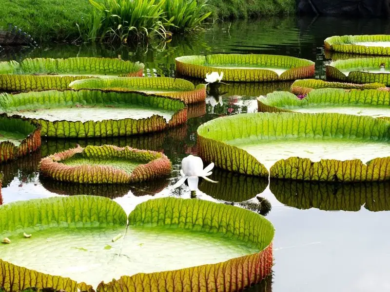 Giant Water Lily (Victoria amazonica)