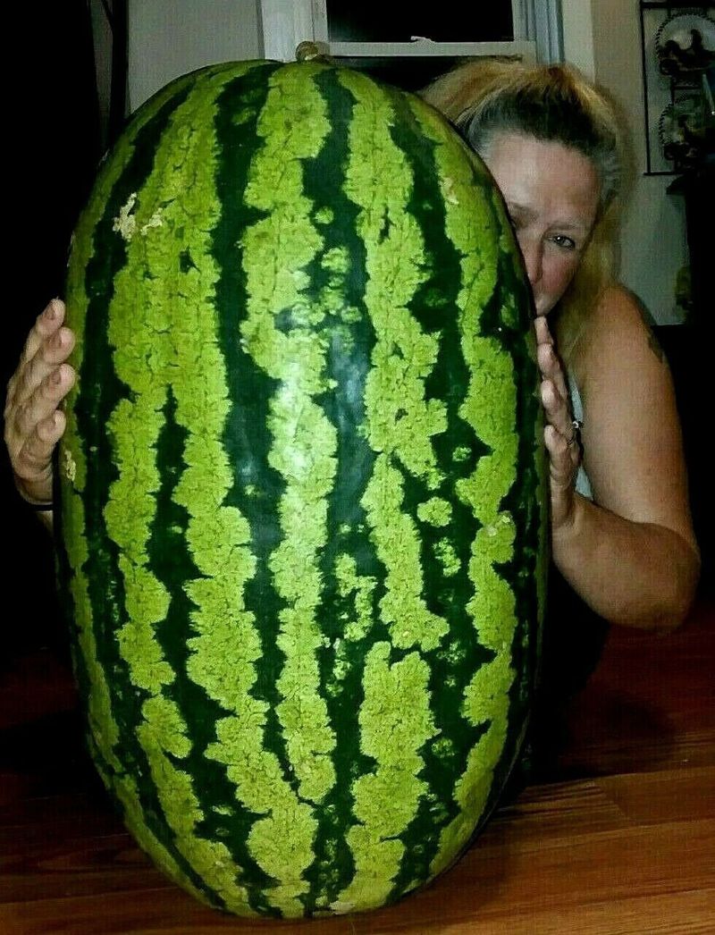 Giant Watermelon