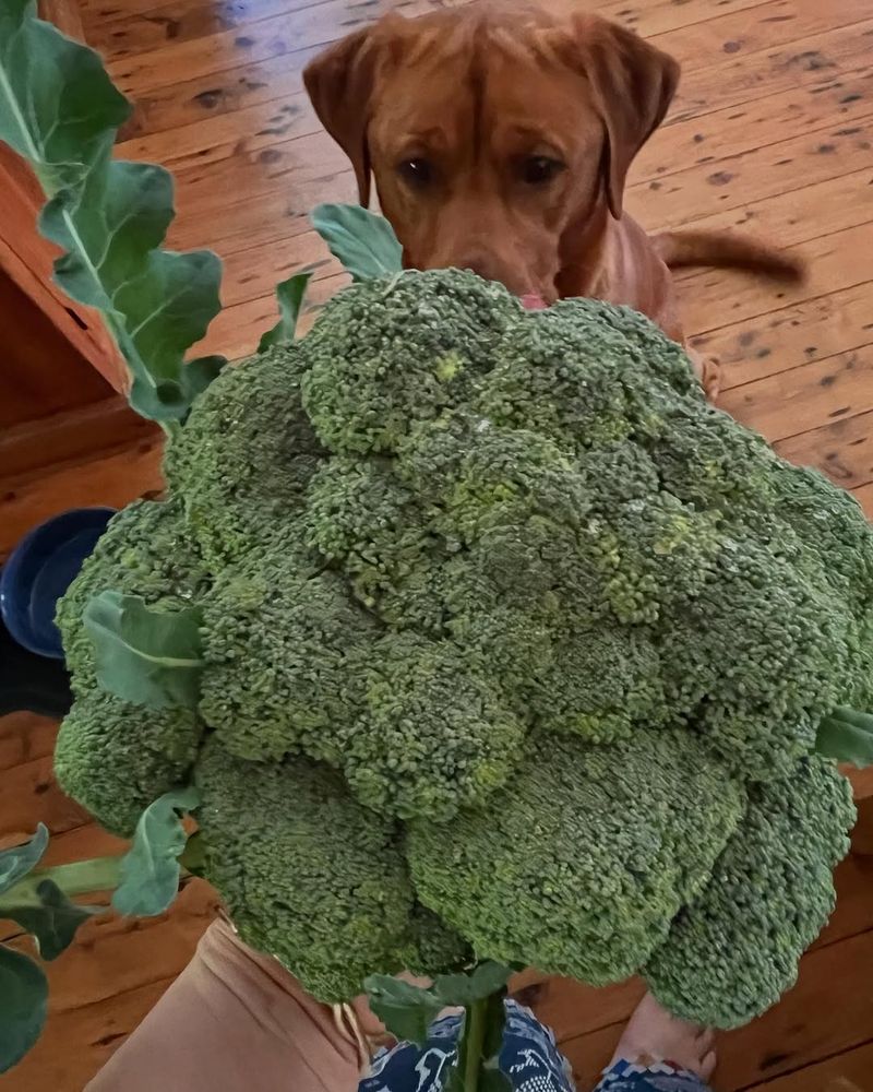 Gigantic Broccoli