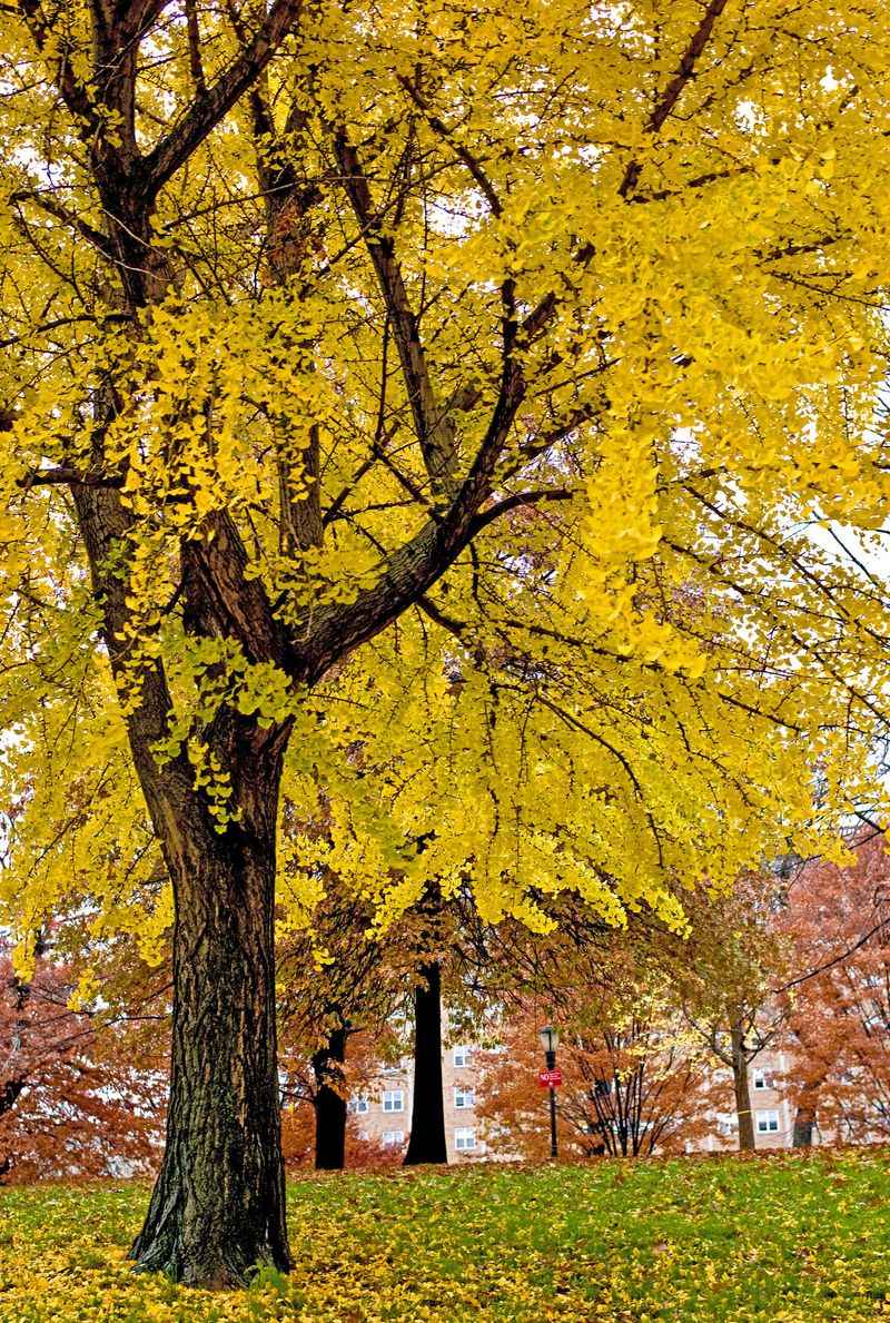 Ginkgo Biloba (Female)