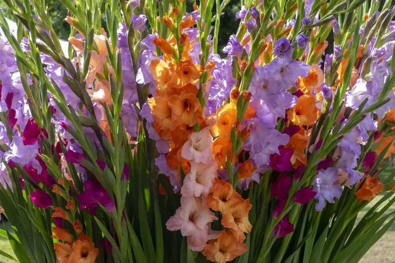 Gladiolus