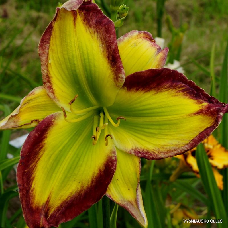 Glass Emerald Lily