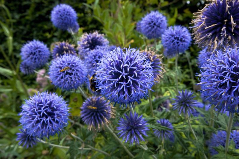 Globe Thistle (Echinops)