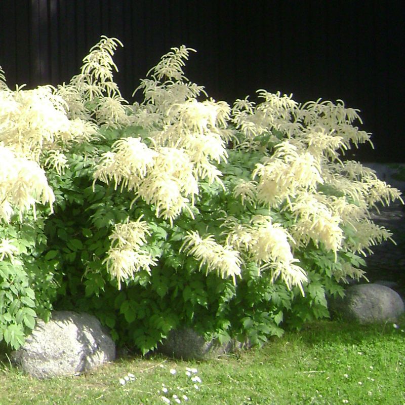 Goat's Beard