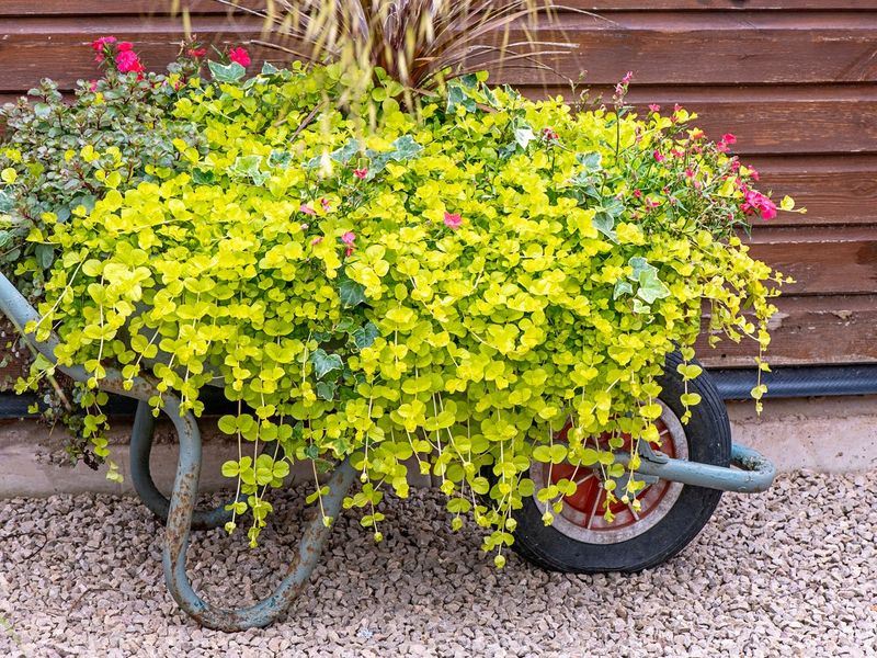 Golden Creeping Jenny