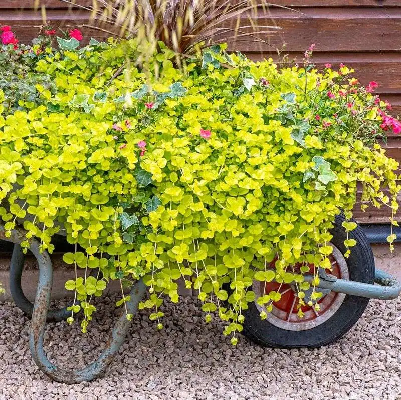 Golden Creeping Thyme