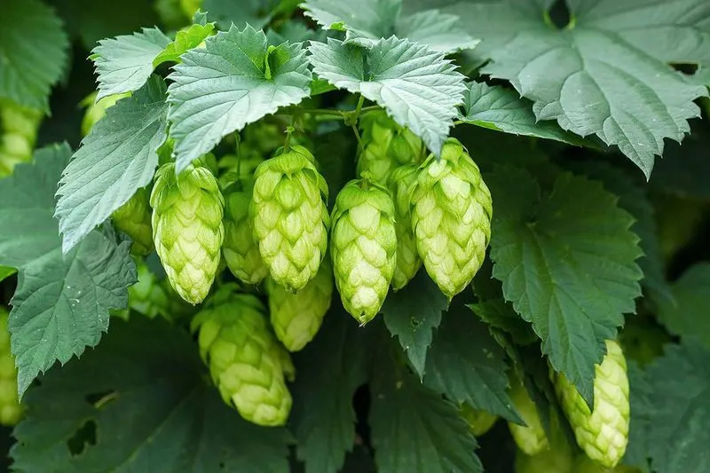Golden Hops