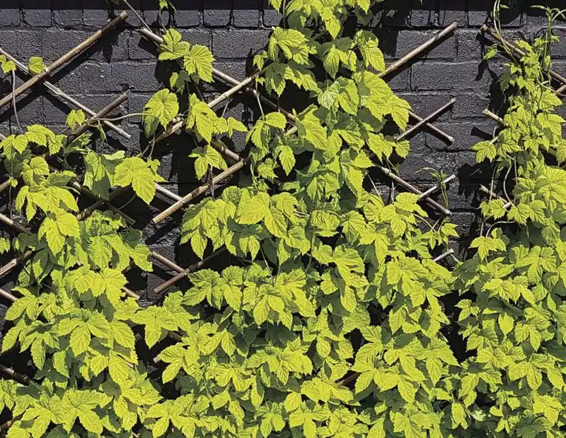 Golden Hops