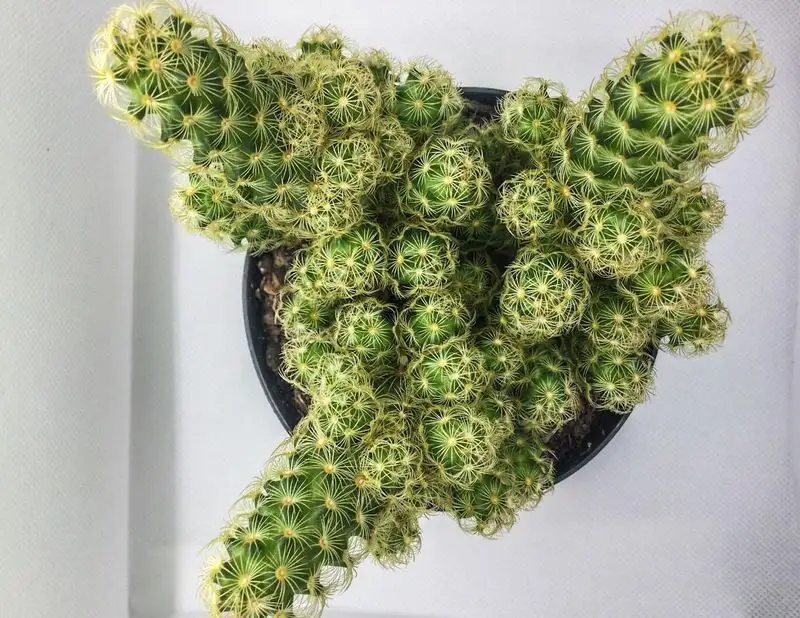 Golden Lace Cactus