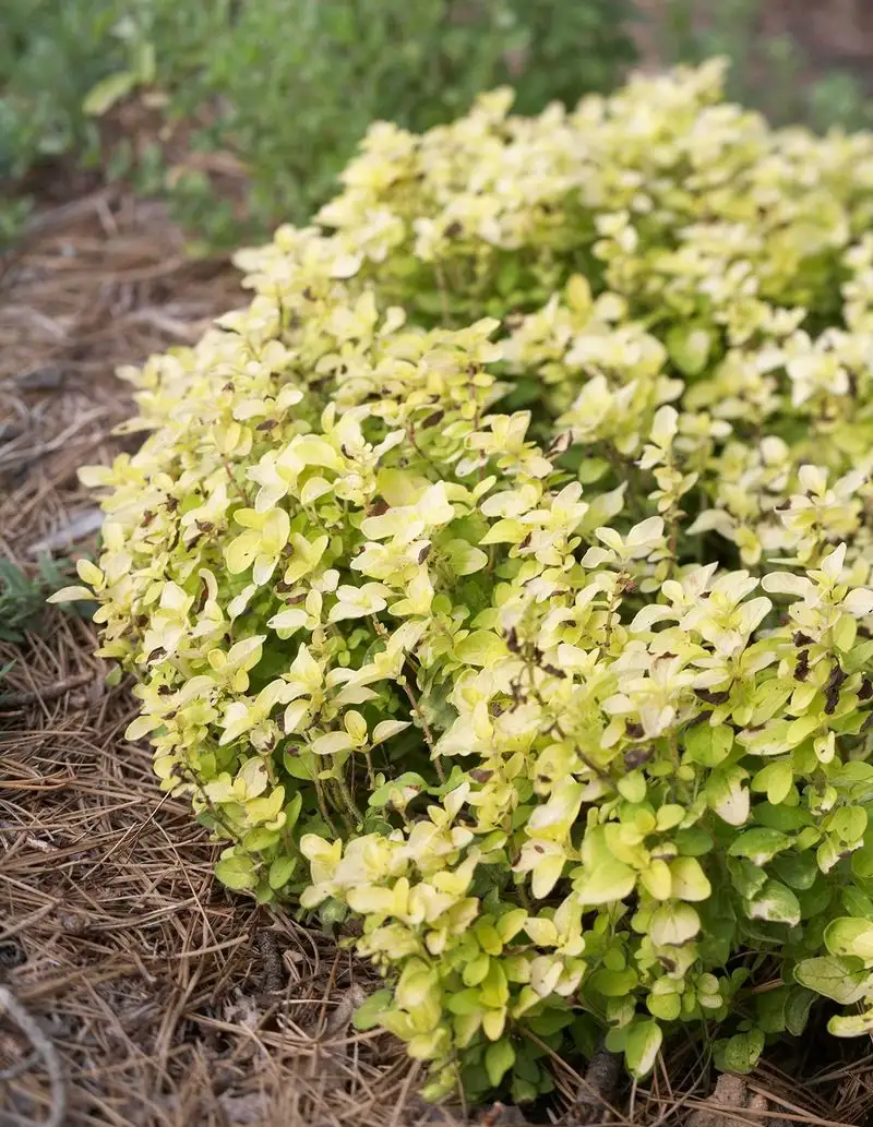Golden Oregano