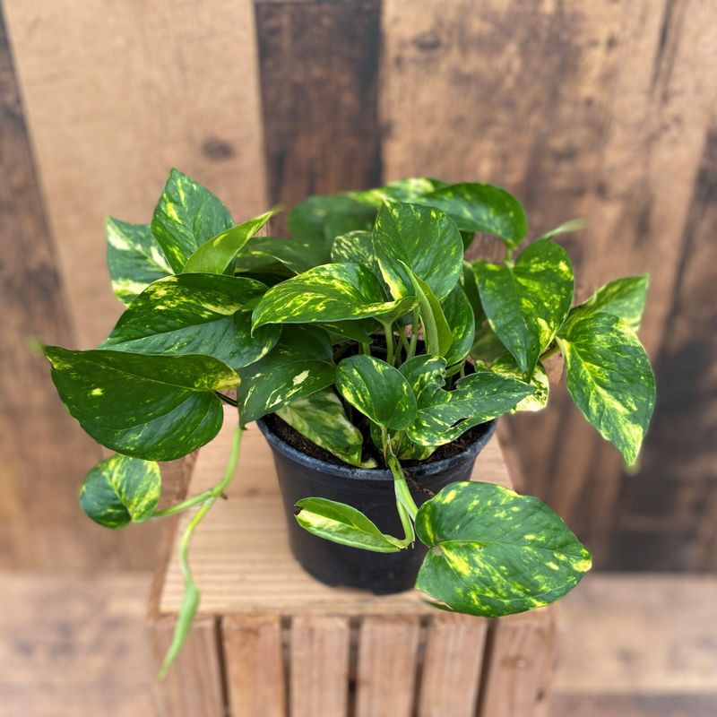 Golden Pothos