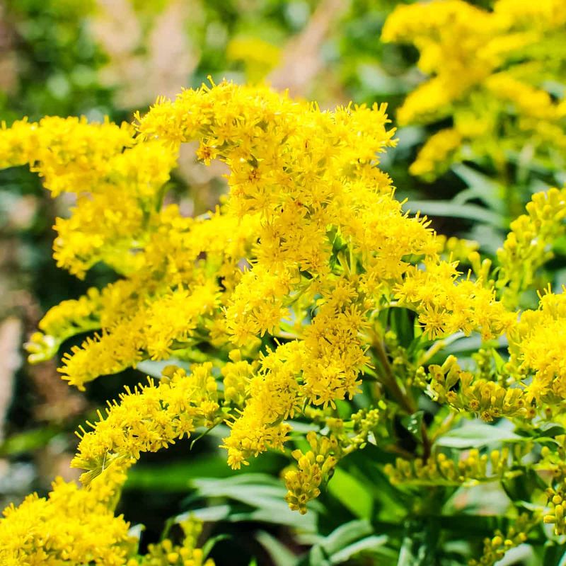 Goldenrod