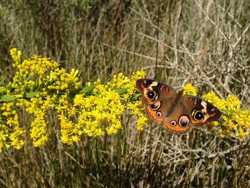 Goldenrod