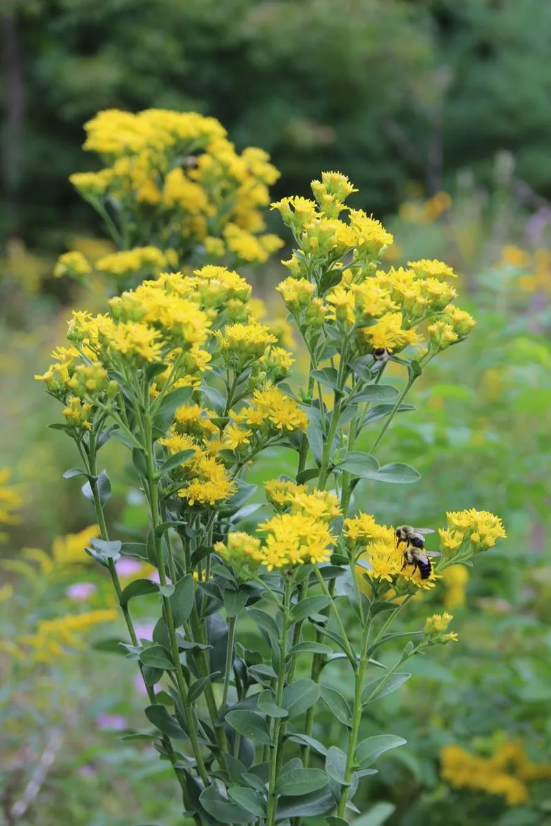 Goldenrod Hyssop