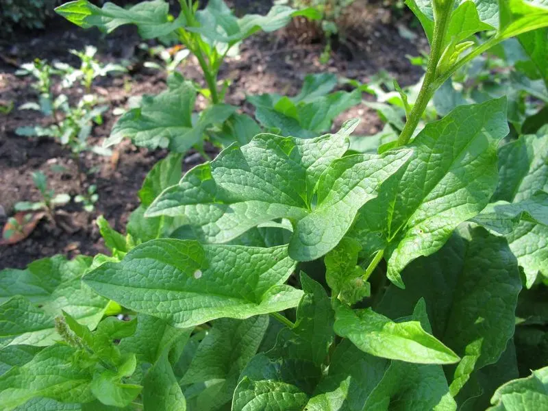 Good King Henry