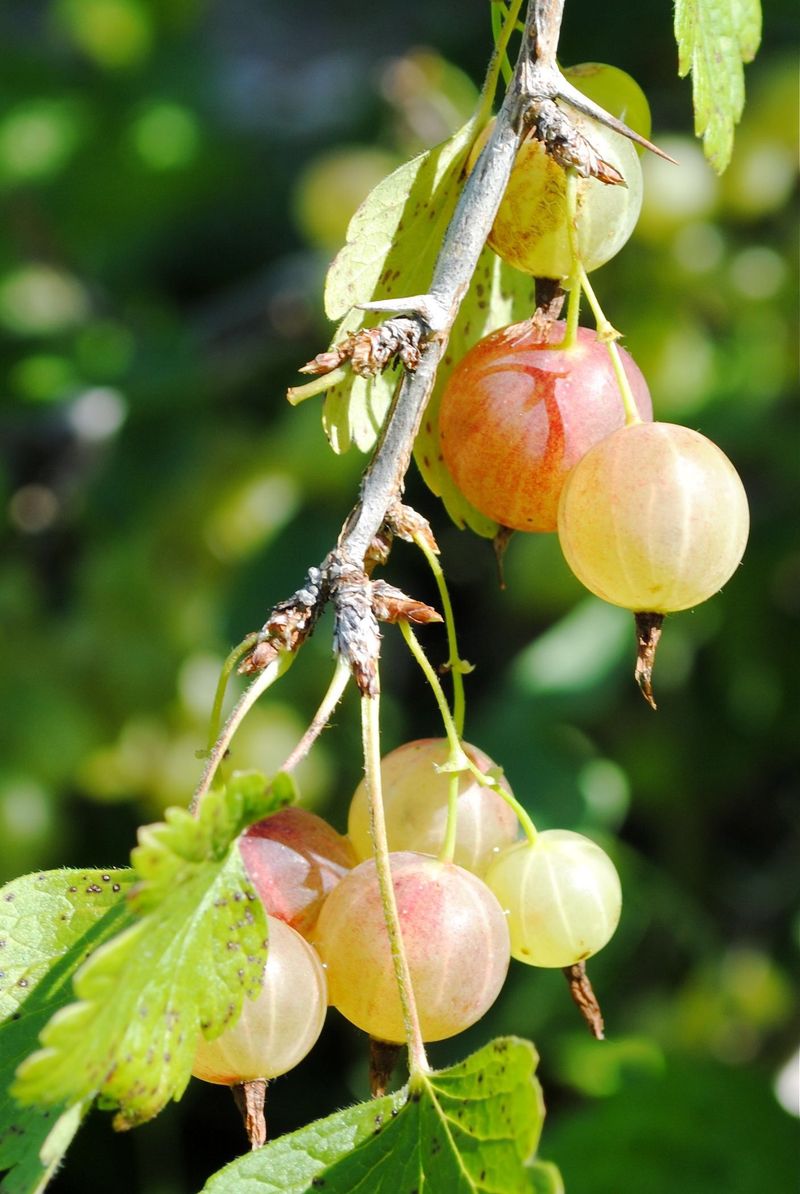 Gooseberries