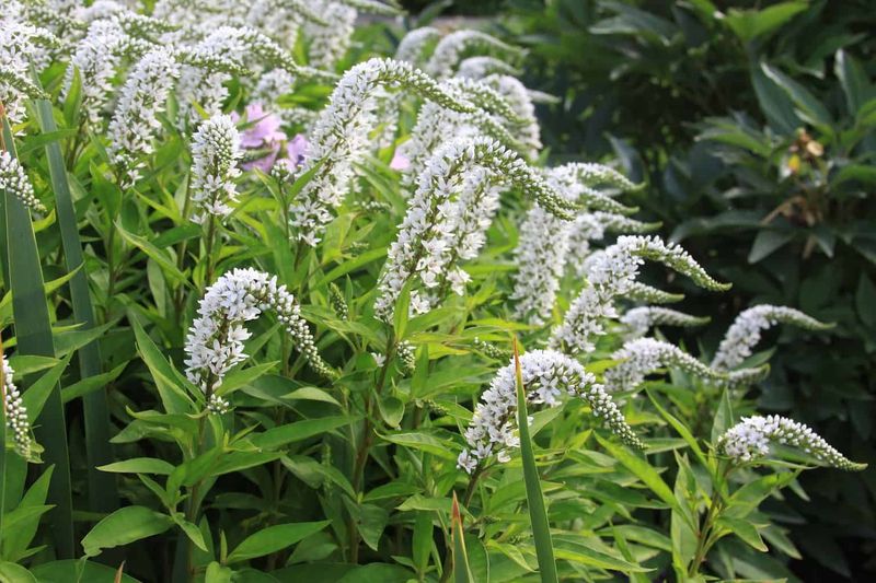 Gooseneck Loosestrife