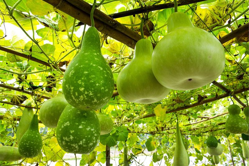 Gourds