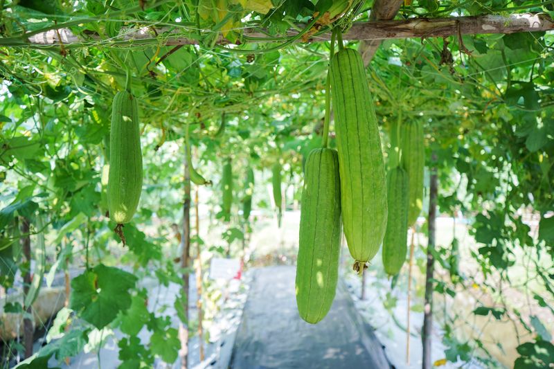 Gourds