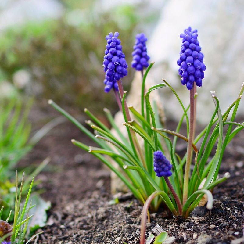 Grape Hyacinths