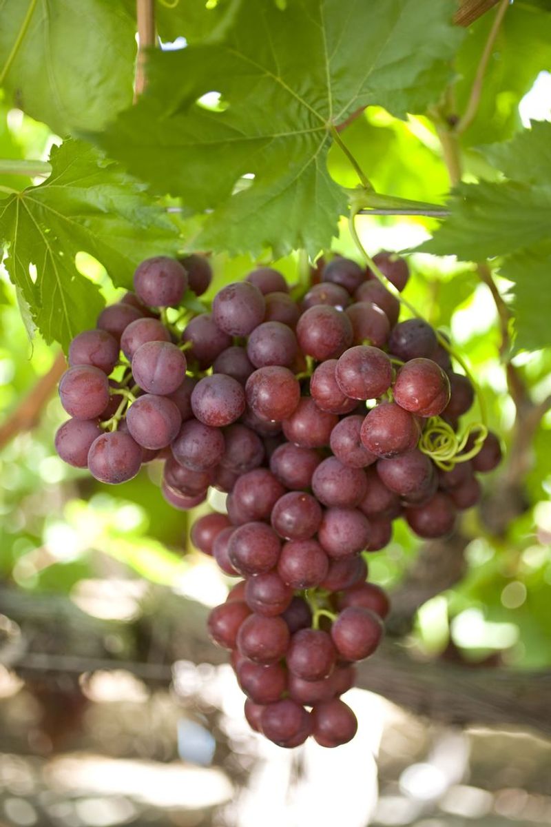 Grapes