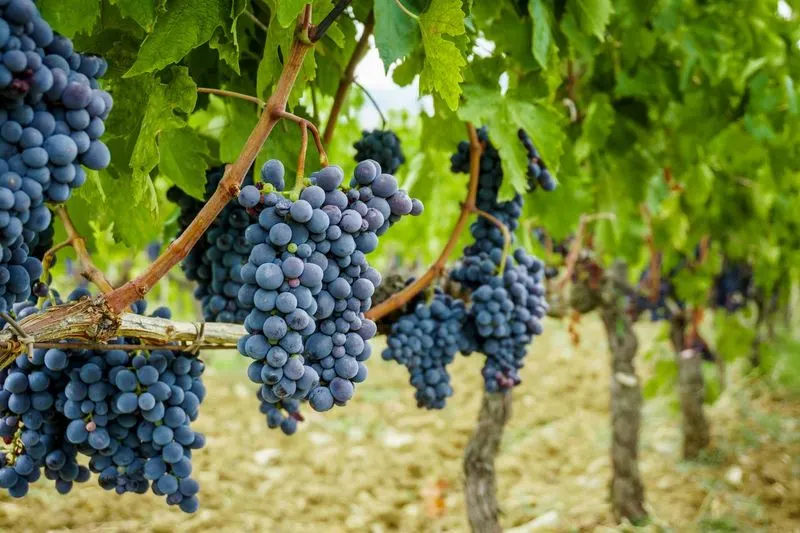 Grapevine