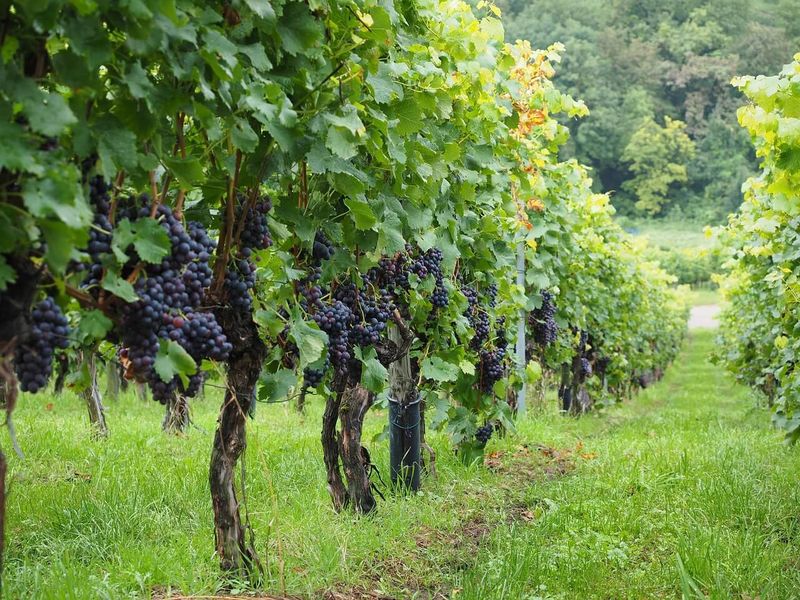 Grapevines