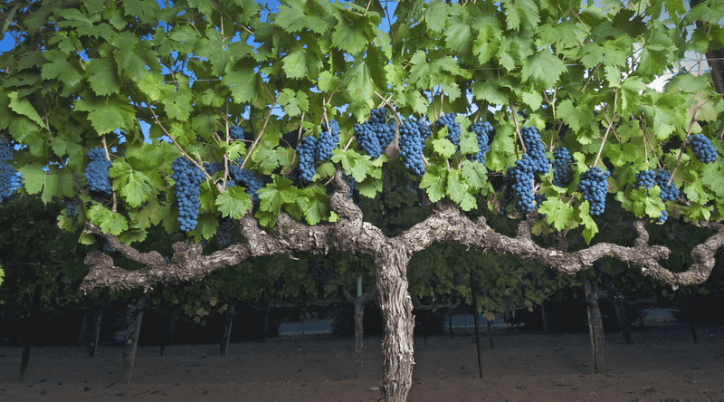 Grapevines