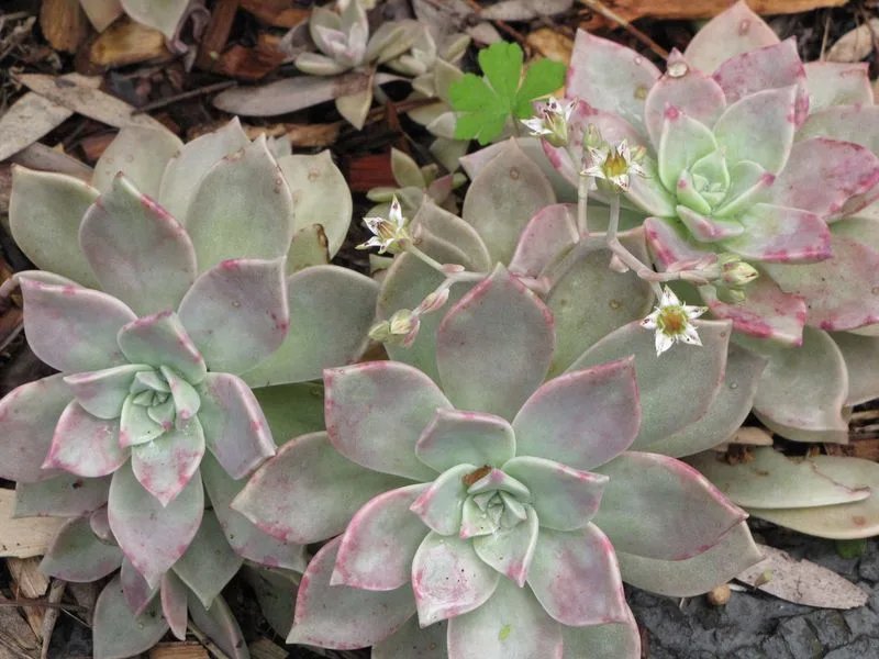 Graptopetalum Paraguayense