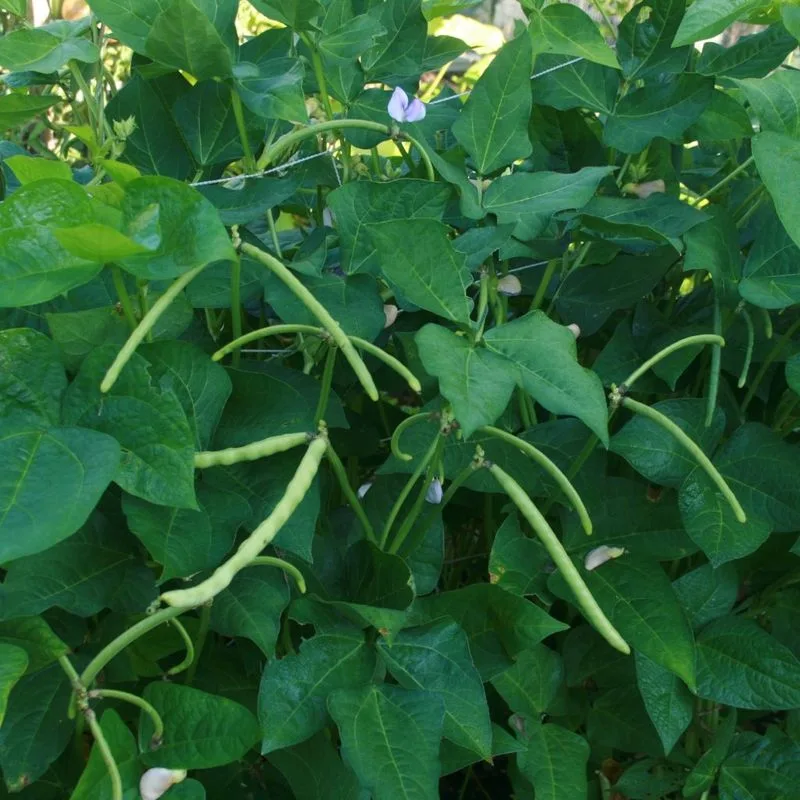 Green Beans