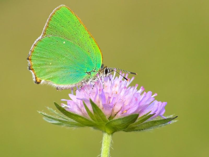 Green Hairstreak