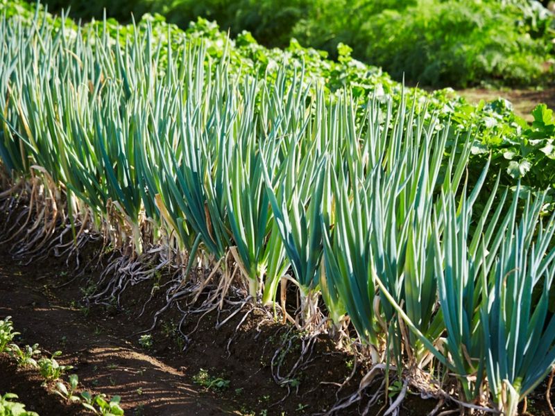 Green Onions