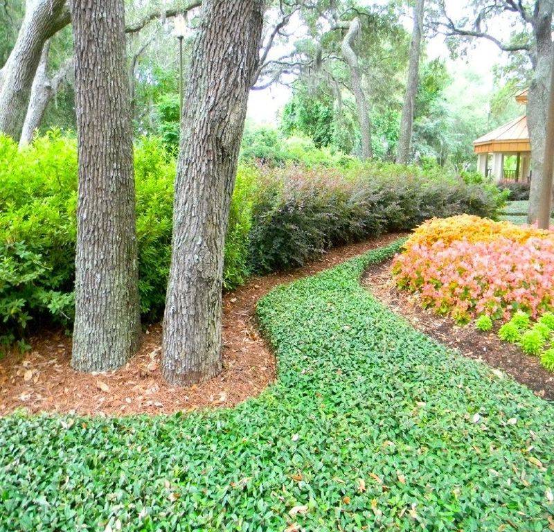 Ground Cover Plants