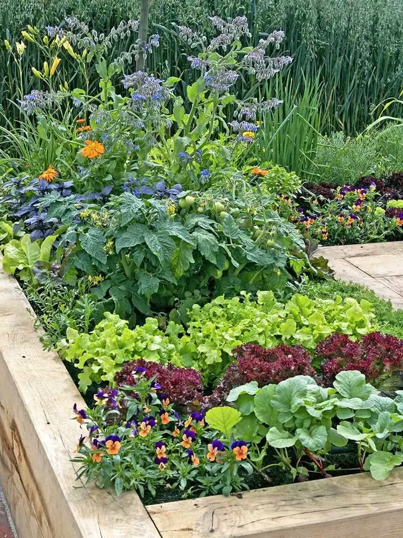 Grow Edible Plants