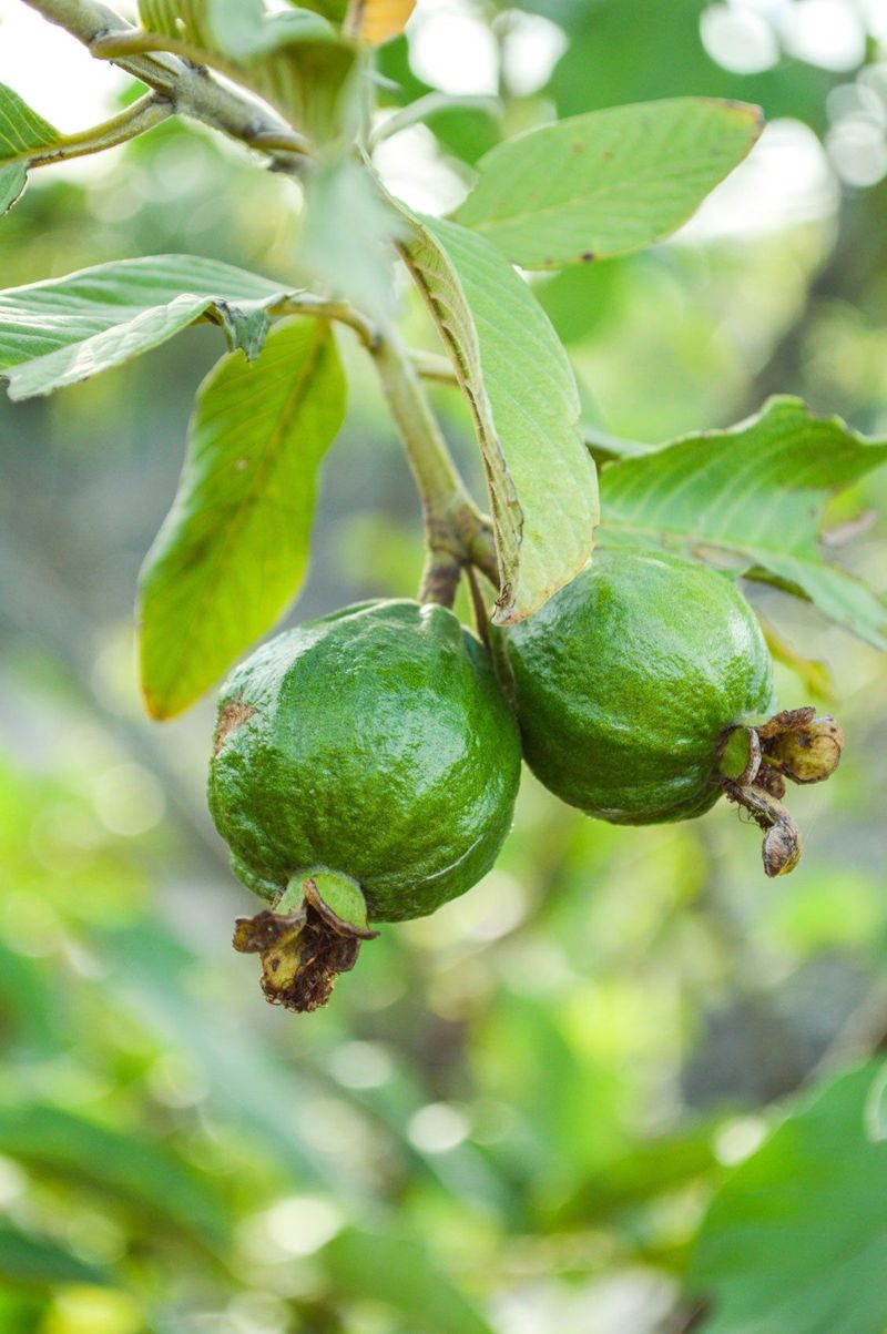 Guava Tree